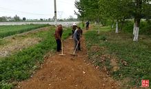 岐山今春栽植苗木256萬株，助力生態建設與產業發展
