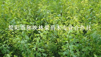 四川優(yōu)質(zhì)脆紅李子苗、大五星枇杷苗批發(fā)與種植技術(shù)全攻略——走進(jìn)簡(jiǎn)陽(yáng)市和映林果苗木專業(yè)合作社