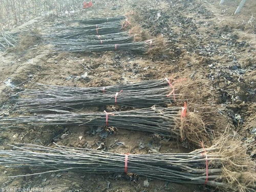 魯麗蘋果樹苗供應(yīng)與成長(zhǎng)特性全解析