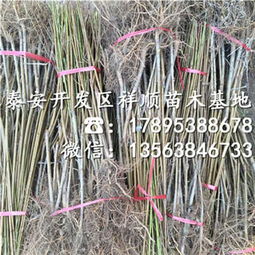 曙光油桃樹苗 種植技術(shù)、市場(chǎng)報(bào)價(jià)與咨詢服務(wù)指南