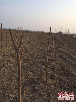新蔡縣練村鎮 返鄉創業好兒男 植樹添綠忙發展——記苗木種植產業的崛起與技術咨詢的橋梁作用