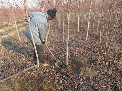 金楓綠化 美國紅楓價格走勢分析、苗木種植及技術咨詢一站式服務