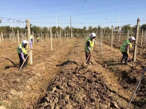 藍莓栽培管理技術全解析 從選苗到種植的專業指南