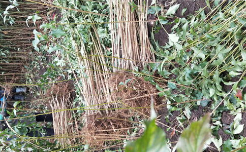 四川綿陽李子苗基地 正宗李子樹苗品種與報價全解析