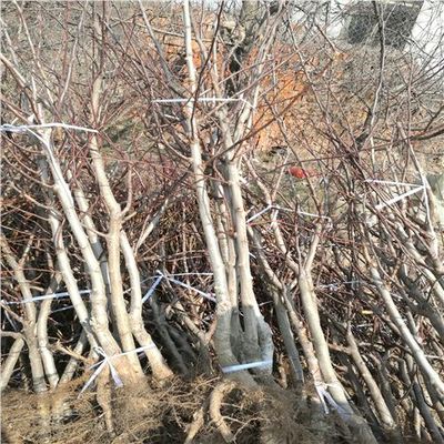 大棉球山楂苗種植技術與專業咨詢指南